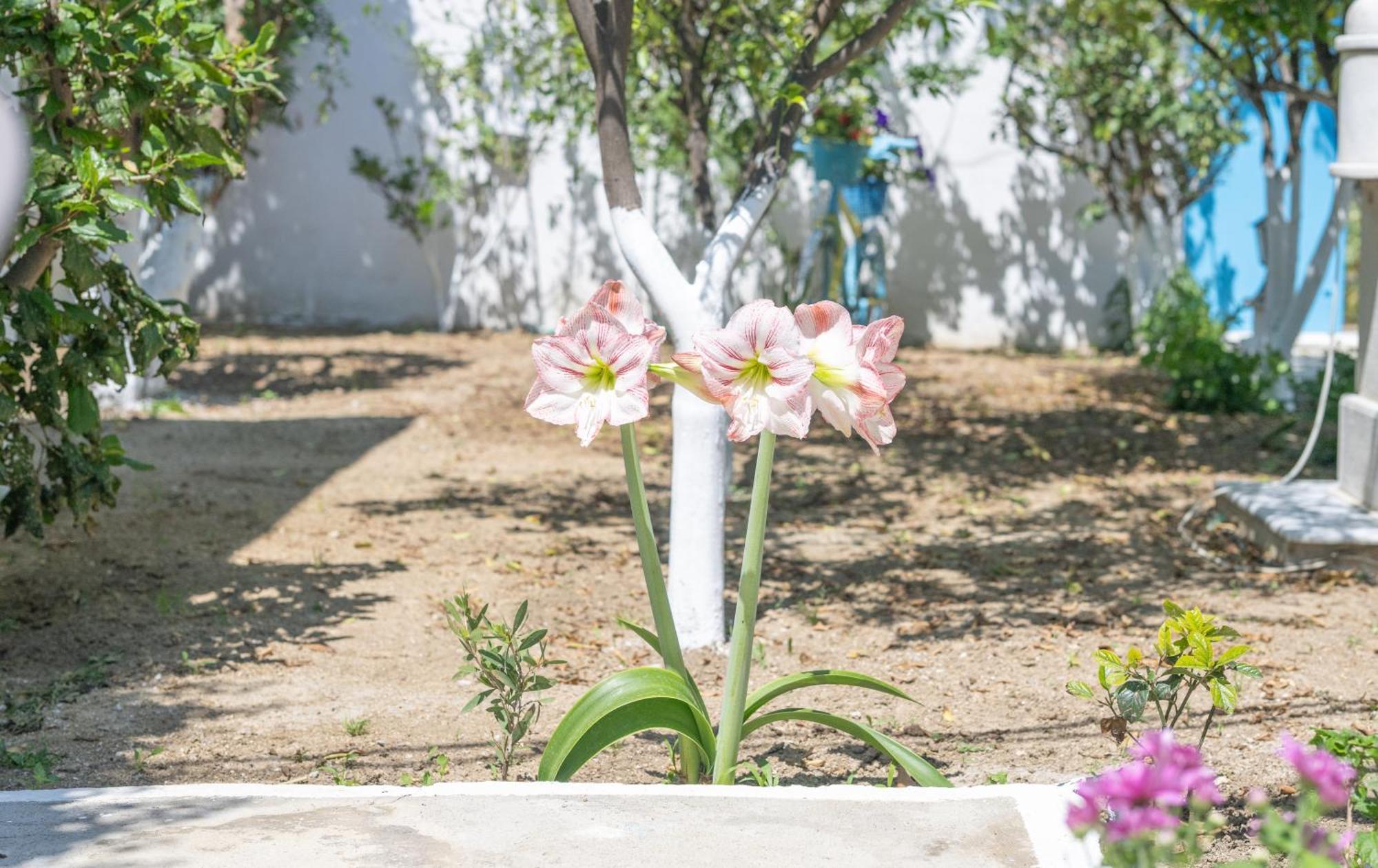 Perivoli 4-Chora Daire Agkidia Dış mekan fotoğraf
